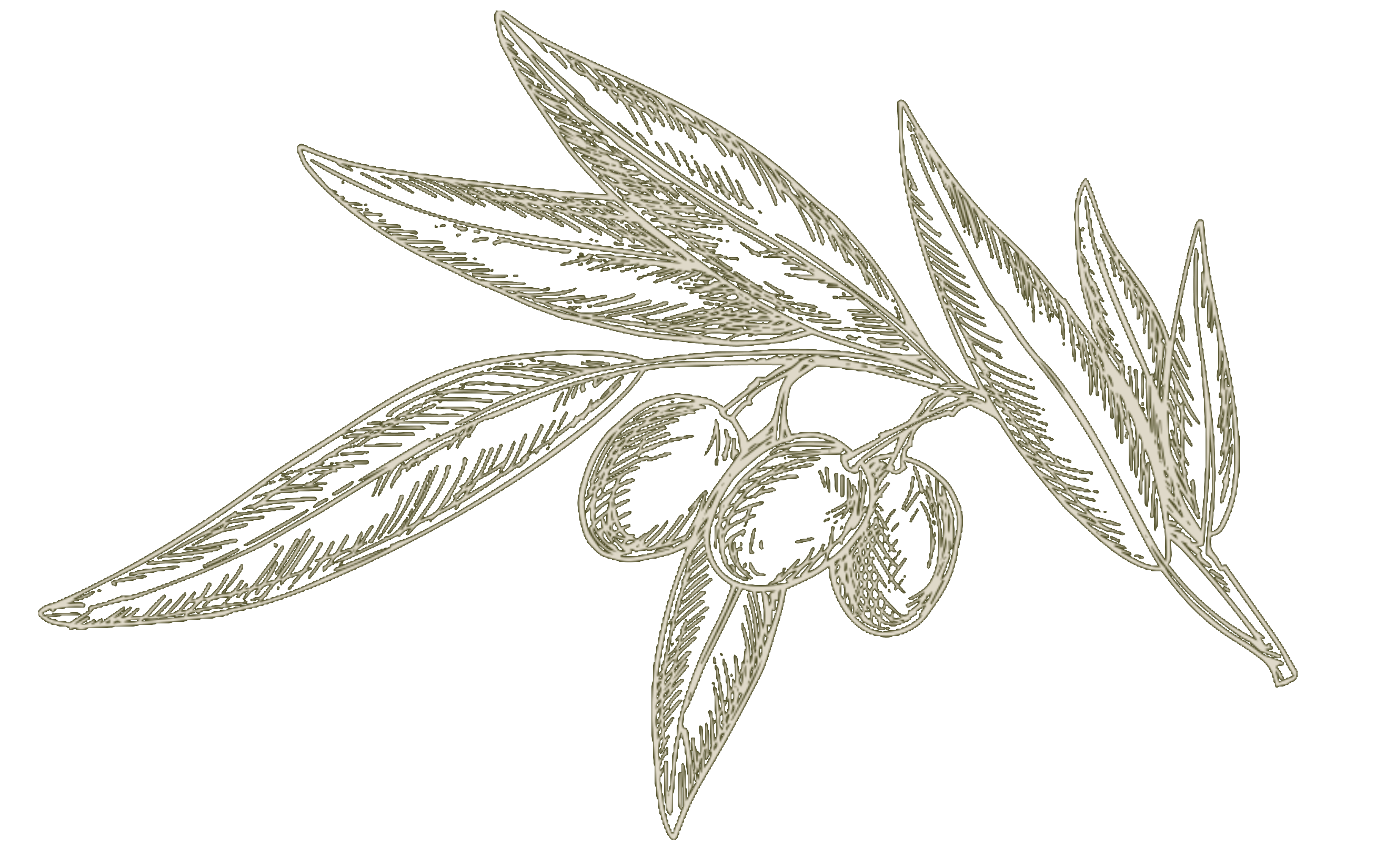 Olive Branch Icon